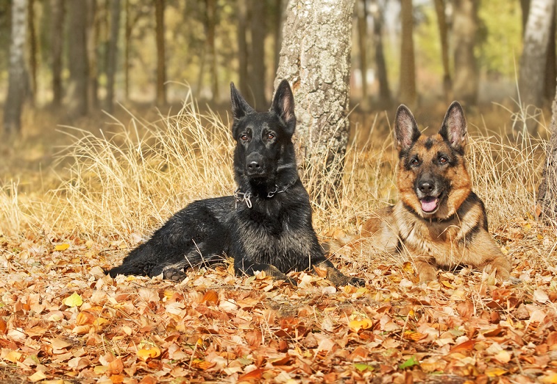 Two dogs, German shepherds black and cheprachny colors lie in autumn leaves in the sunny autumn afternoon