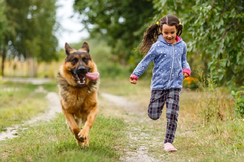 little girl and shepherd running