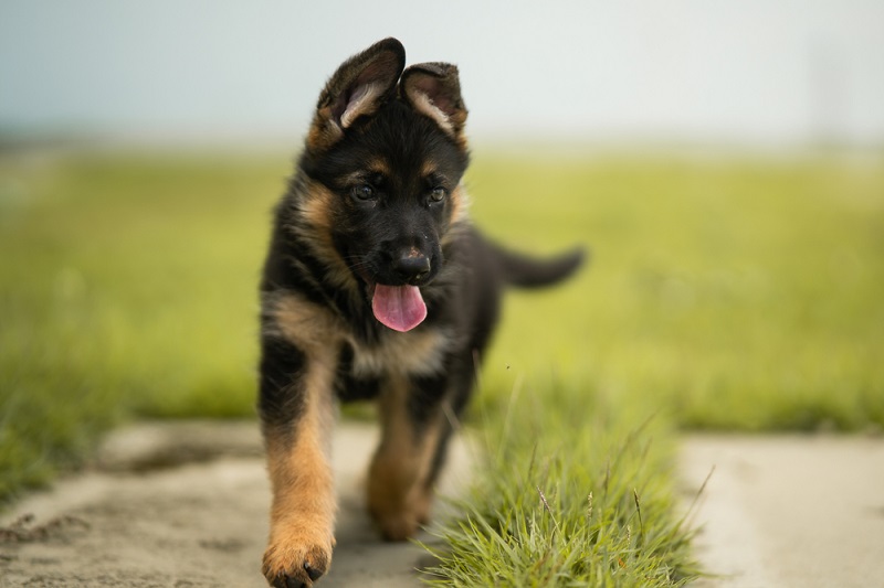 Cute german shepherd puppy playing in the grass