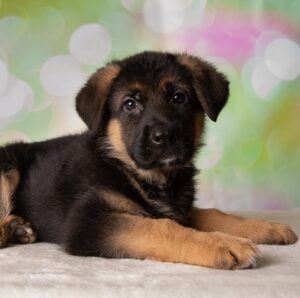 German Shepherd Puppy on Colorful Background