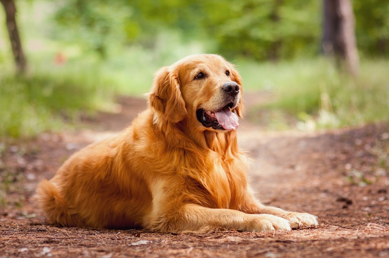 Golden retriever scratching store all the time