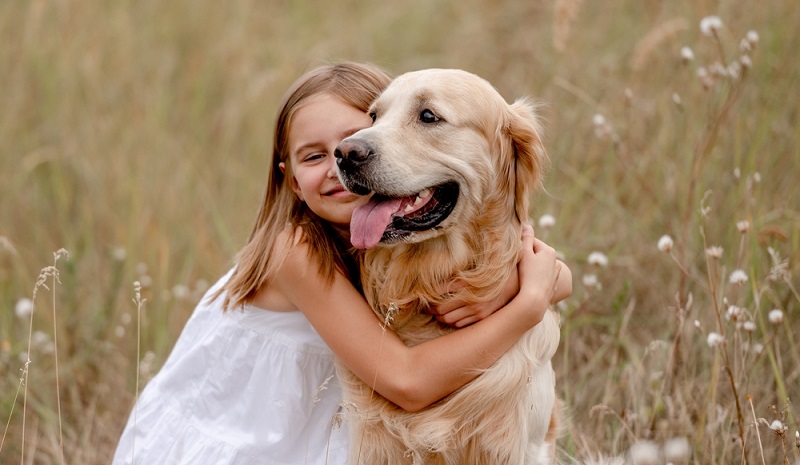 Golden store retriever scratching