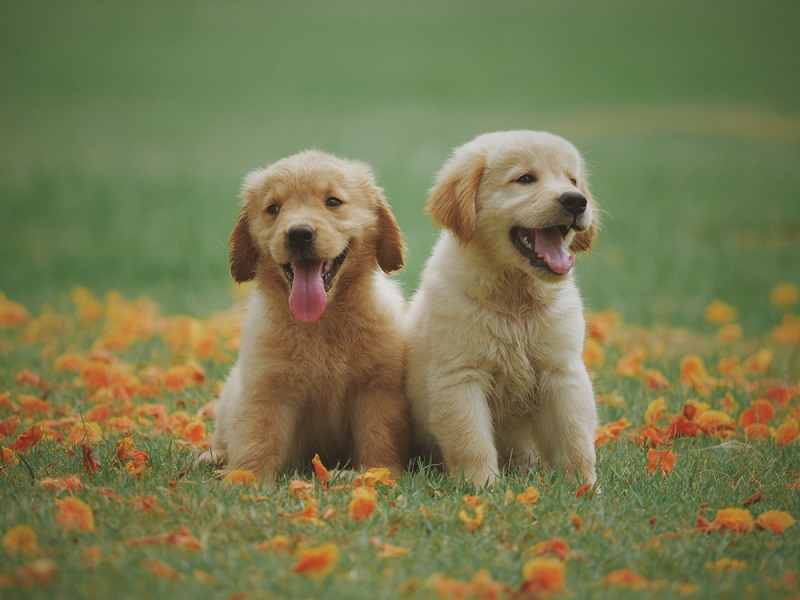 Golden retriever: Dog breed characteristics & care