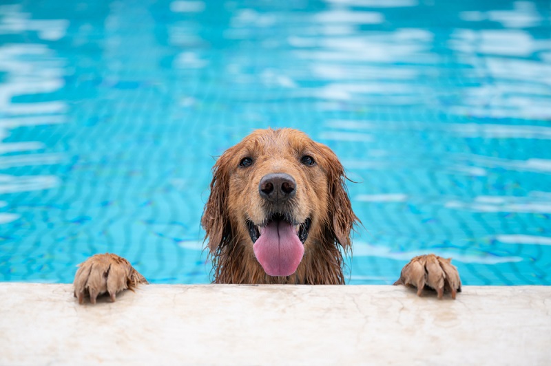 Golden retriever shop ear drops