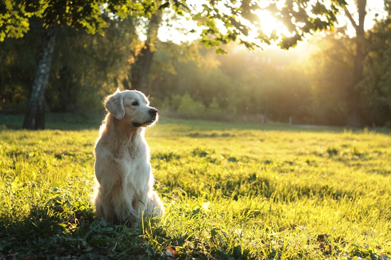 Golden retriever outlet ear drops