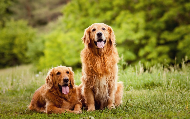 golden retrievers playing