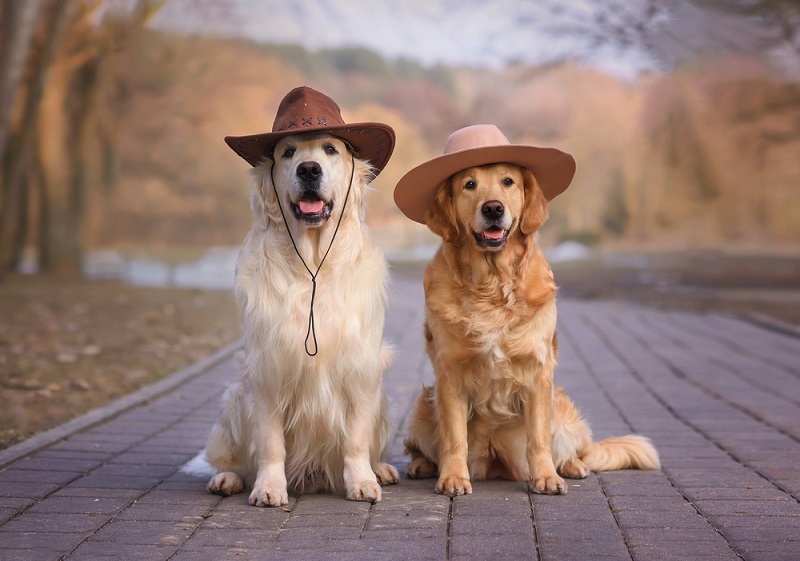 Dog Breed Guide: The Golden Retriever