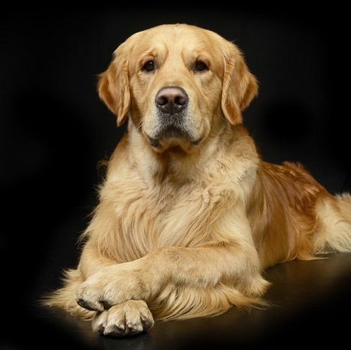 Dog Breed Guide: The Golden Retriever | Vetericyn