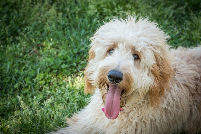 Goldendoodle store skin allergies