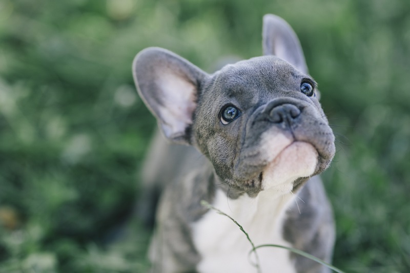 Soft and squat. : r/Frenchbulldogs