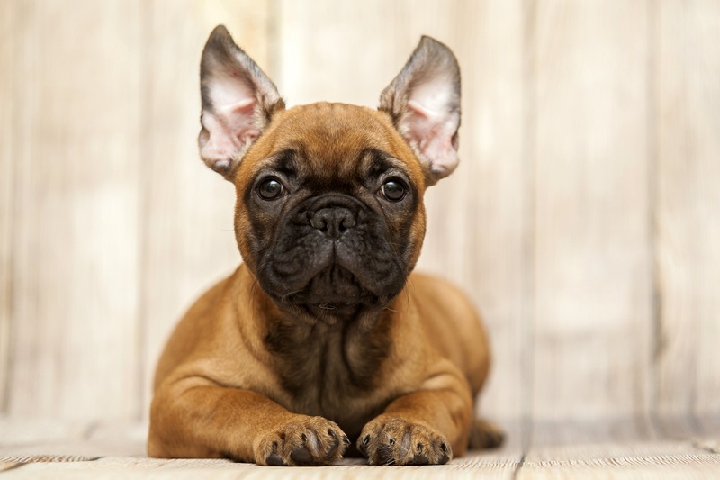 French Bulldog