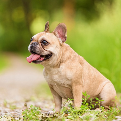 French Bulldog - All About Dogs