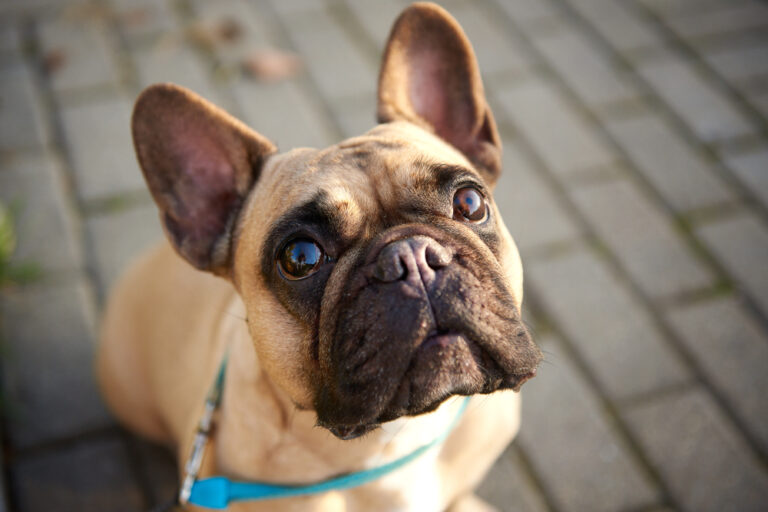 5 Common French Bulldog Skin Problems | Vetericyn