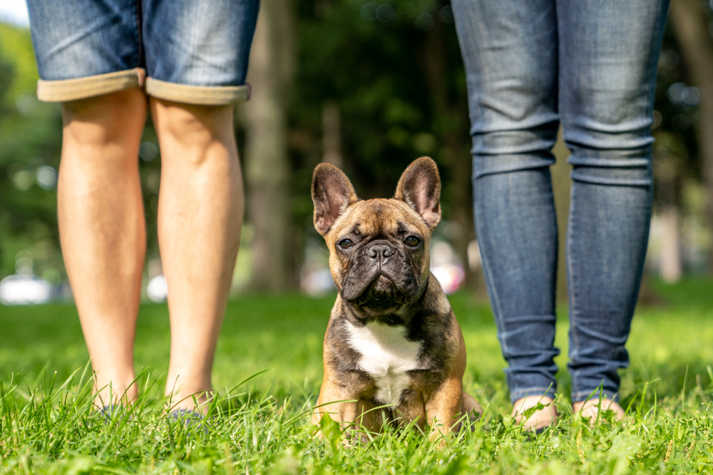 French bulldog