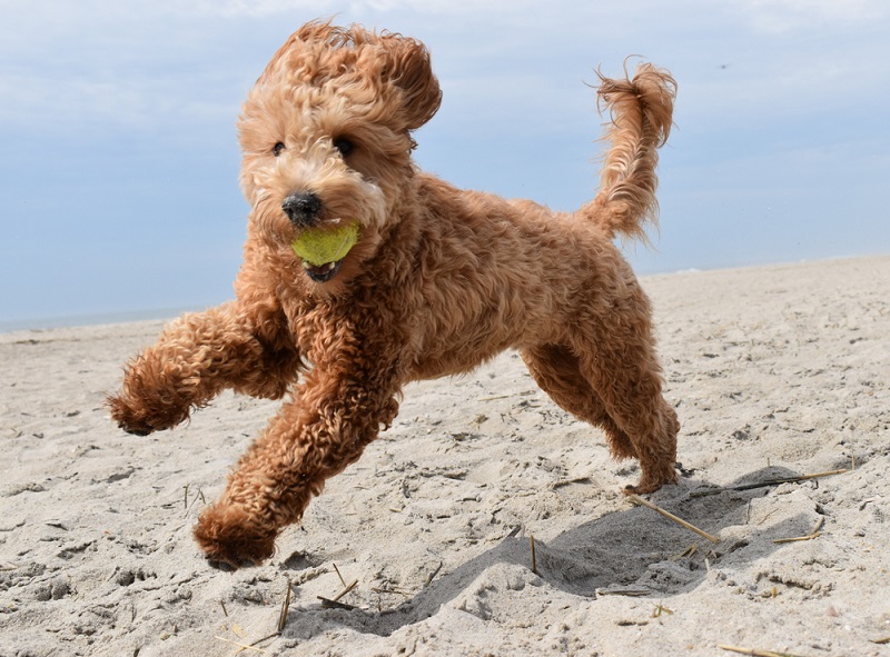 Goldendoodle Dog Breed: Information and Personality Traits