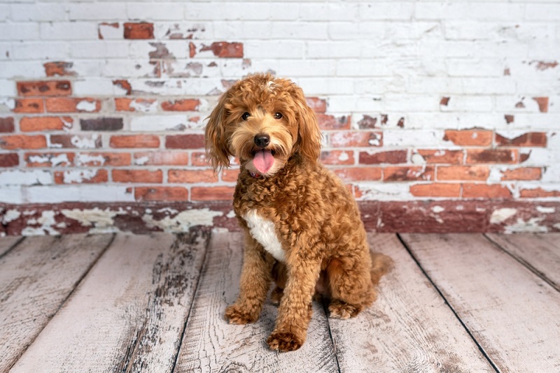 Goldendoodle Preventative Care - Everything You Need To Know!