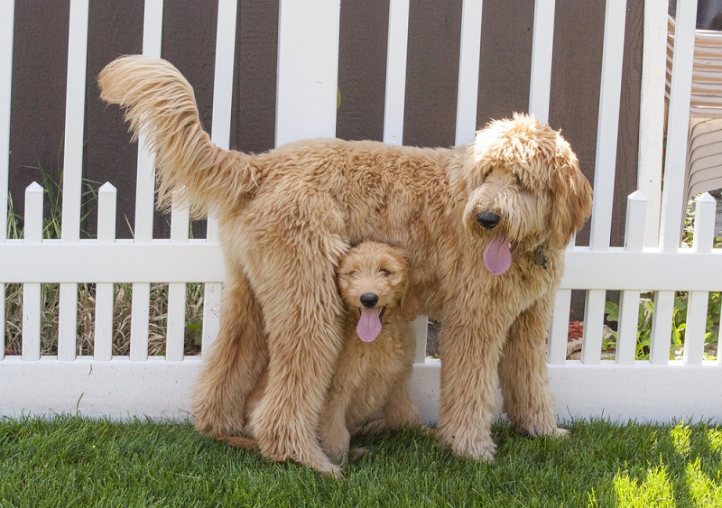 Goldendoodle shed shop hair