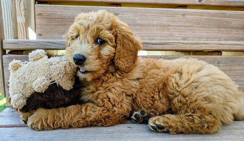 Goldendoodle puppy losing hot sale hair on back