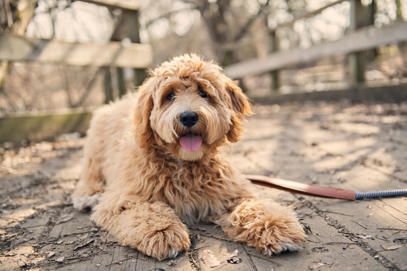 Goldendoodle losing store clumps of hair