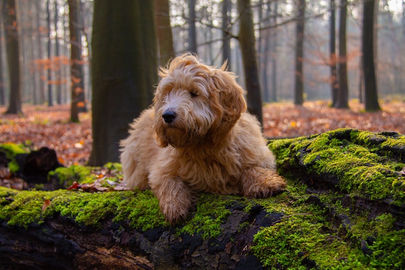 Goldendoodle tear stains best sale