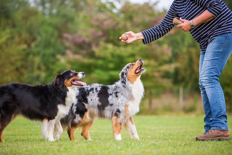 are aussie shepherds smart