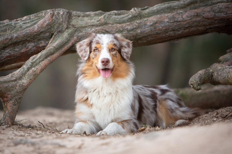 are australian shepherds prone to food allergies