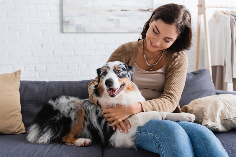 Aussie shepherd hot sale shedding