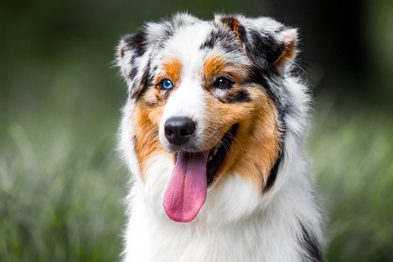 are australian shepherds known for seizures