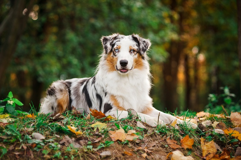 The 10 Different Colors of Australian Shepherds