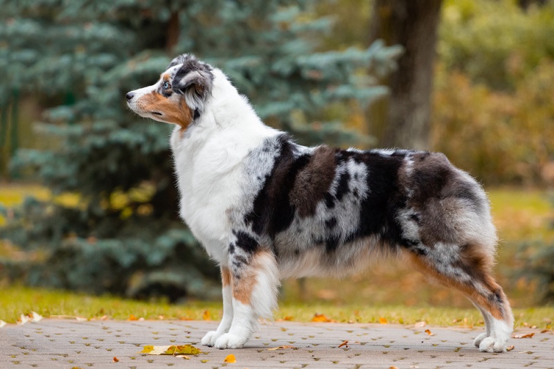 Australian Shepherd (Aussie): Breed Characteristics & Care