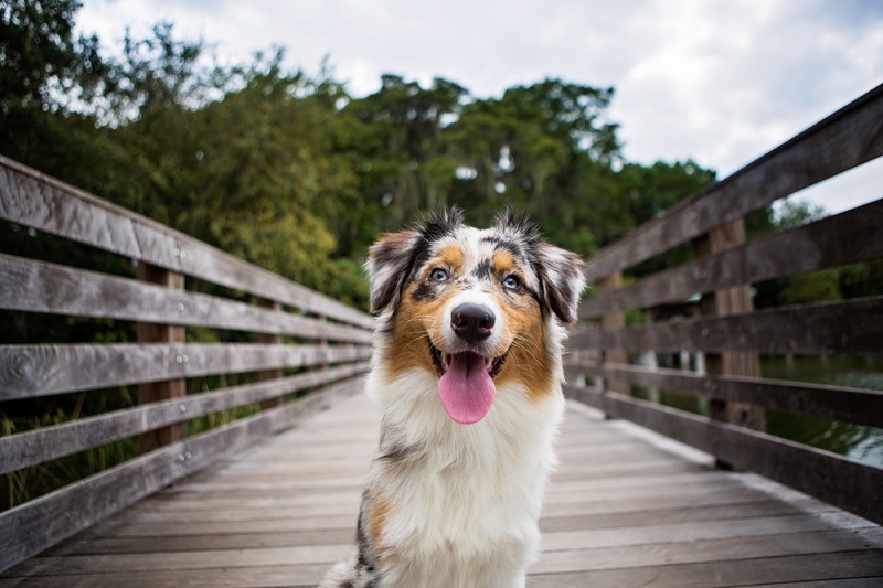 Best dog clearance food for aussies