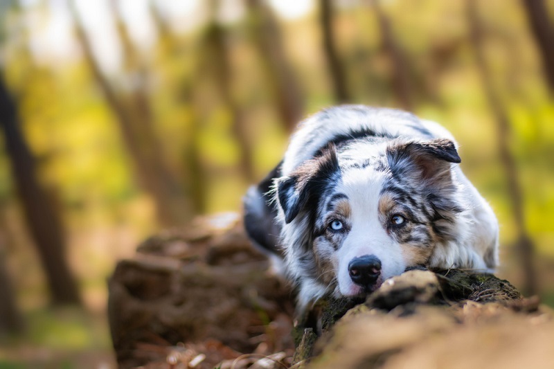 Australian shepherd hot sale itchy skin