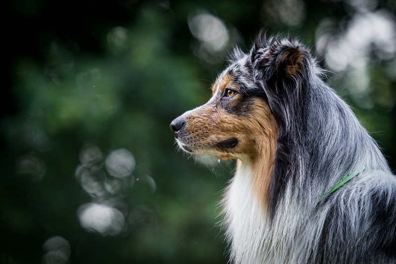 Color Clashes - Australian Shepherd Health & Genetics Institute