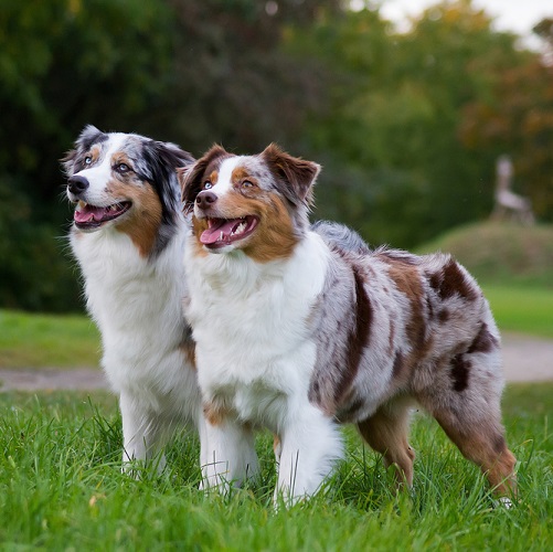 Flat coated hotsell australian shepherd