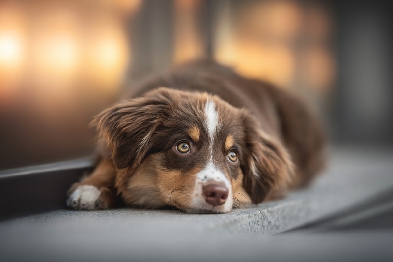 Australian shepherd 2024 red eyes