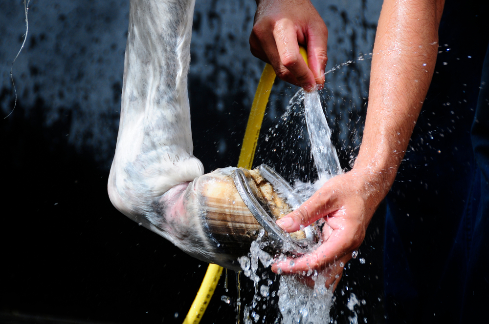 How to Treat Fungal Infection in Horses