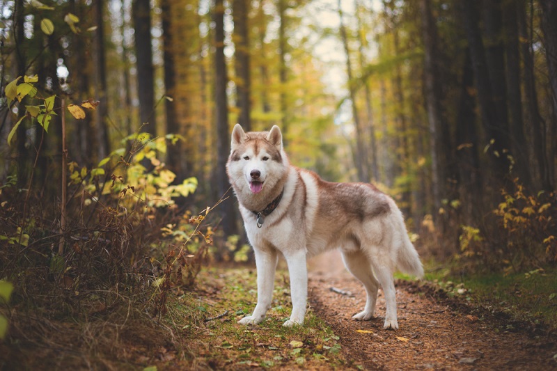 Husky