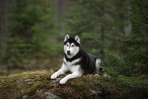 Husky
