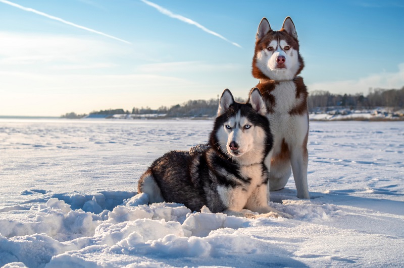 two Siberian Huskies in the snow