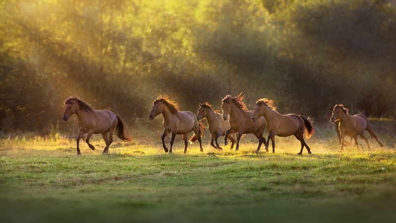 How To Treat Fungal Infection In Horses Vetericyn