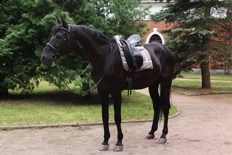 Saddle Sores in Horses