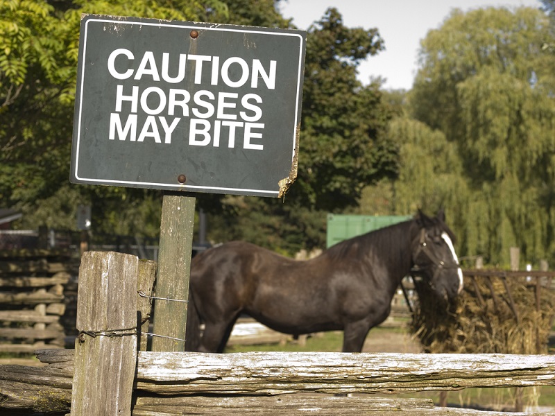 Addressing Biting in Horses: Causes and Wound Treatment | Vetericyn