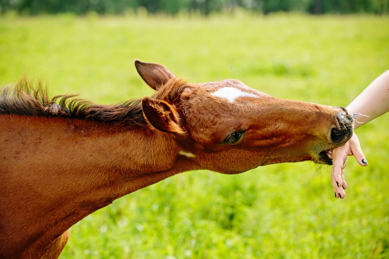 Addressing Biting in Horses: Causes and Wound Treatment | Vetericyn