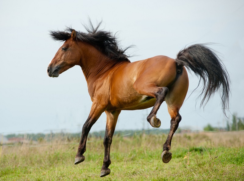 Horse Kicks Man In Face