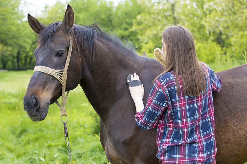 Horse Withers