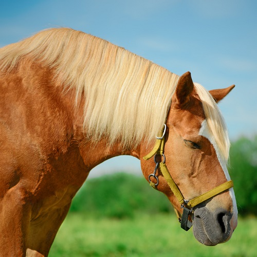 Horse Withers: Anatomy, Care, and Common Issues