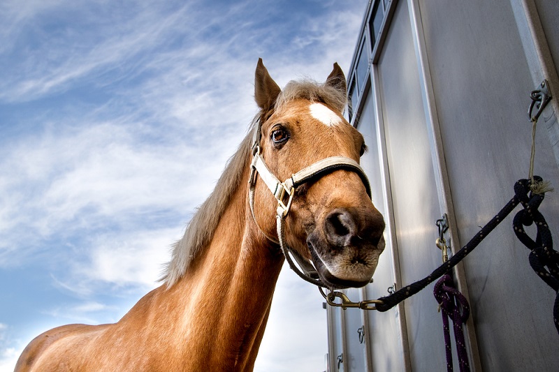 How-to-Load-a-Horse-in-a-Trailer