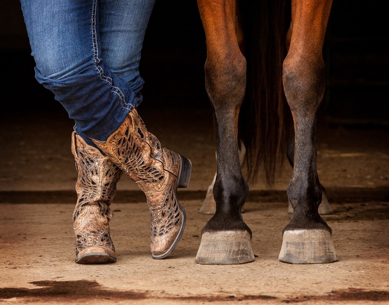 Laminitis in Horses 