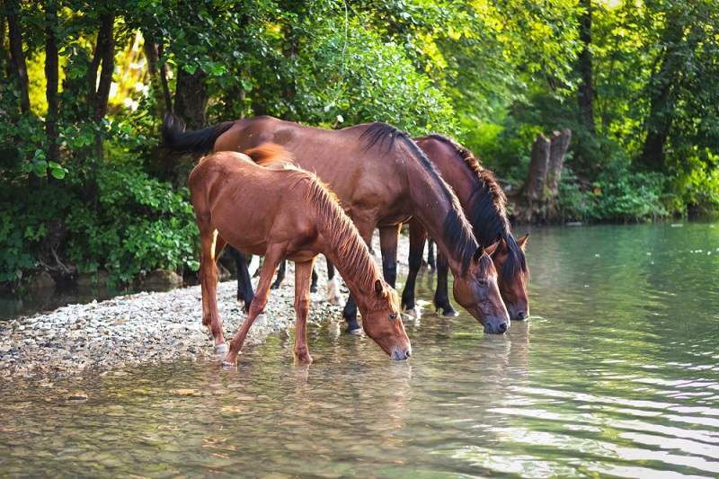 Signs of Dehydration in Horses