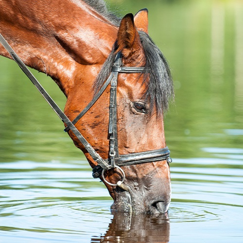 7 Signs of Dehydration in Horses & How to Prevent It